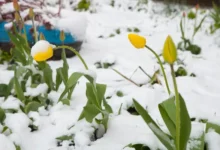 În Moldova a fost emisă o avertizare meteo din cauza înghețurilor/depositphotos