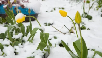 În Moldova a fost emisă o avertizare meteo din cauza înghețurilor/depositphotos