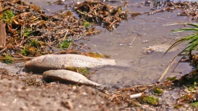 У границ Молдовы зафиксирован массовый мор рыбы в Кучурганском водохранилище/depositphotos