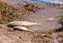 Mortalitate masivă de pește la lacul de acumulare Cuciurgan, în apropierea graniței Moldovei/depositphotos
