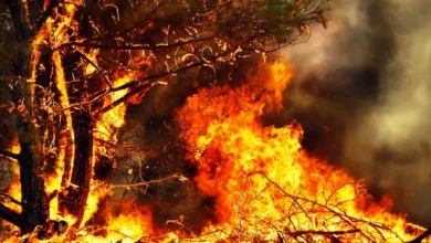 Incendiu în zona Cernobîl: nu există riscuri pentru Moldova și România / depositphotos