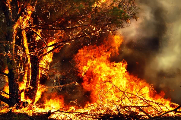 Incendiu în zona Cernobîl: nu există riscuri pentru Moldova și România / depositphotos