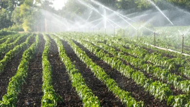 Aproximativ 130 de milioane de euro vor fi investite în modernizarea infrastructurii de irigații din Republica Moldova/depositphotos