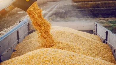 Украина ищет новую зерновую артерию: маршрут через Молдову может стать страховкой от российской блокады Черного моря/depositphotos