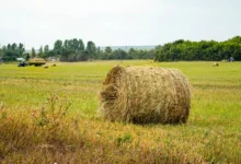 Credite mai ieftine pentru micii agricultori: rata dobânzii IFAD a fost redusă la 7,9%/depositphotos
