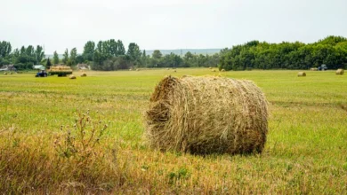 Кредиты для малых аграриев станут дешевле: ставка IFAD снижена до 7,9%/depositphotos