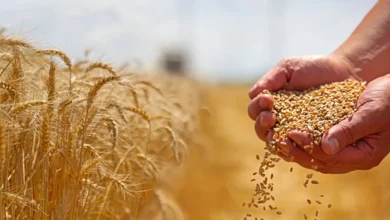 Fermierii din Moldova cer reintroducerea licențierii importurilor de cereale din Ucraina / depositphotos