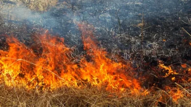 Incendiu de vegetație uscată la Chișinău: flăcările au distrus iarbă uscată și deșeuri / depositphotos