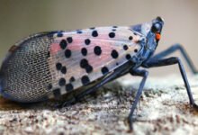 Focar de dăunător de carantină Lycorma delicatula, depistat la Chișinău/entomologytoday.org