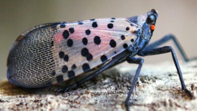 Focar de dăunător de carantină Lycorma delicatula, depistat la Chișinău/entomologytoday.org