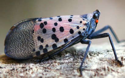 Focar de dăunător de carantină Lycorma delicatula, depistat la Chișinău/entomologytoday.org